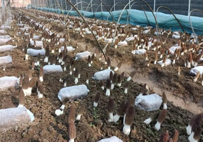 野生食用菌可能富含重金屬，但栽培食用菌可以放心吃